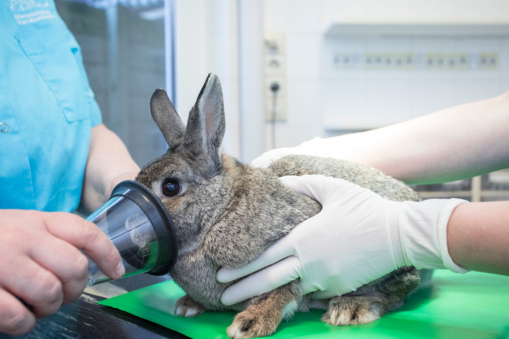 Dierenklinkiek van Montfoort Voorburg