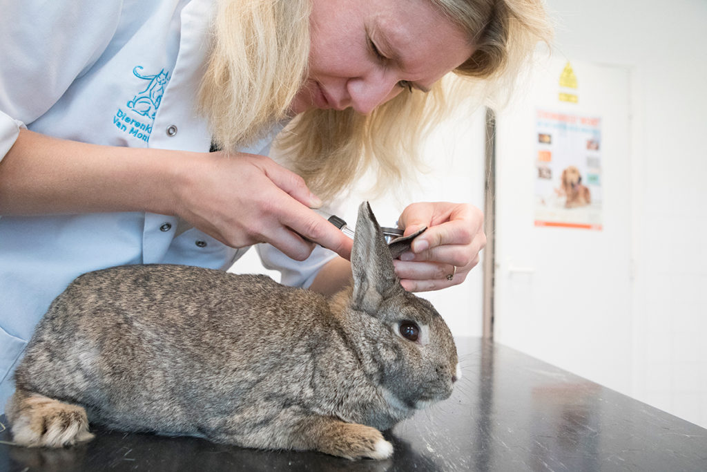 Dierenklinkiek van Montfoort Voorburg